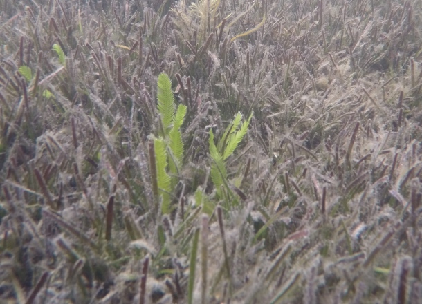 Lake Macquarie users urged to look out for noxious weed